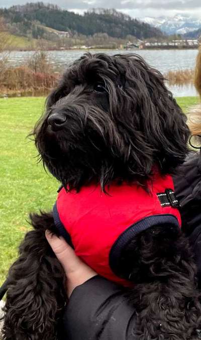 Havaneser dabei?:)-Beitrag-Bild