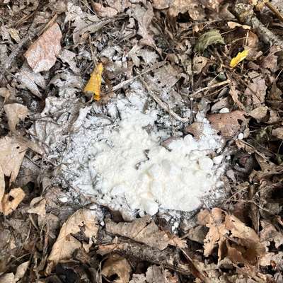 Giftköder-Im Eichwald weißes Pulver-Bild