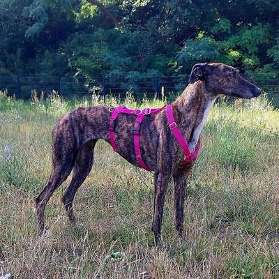 Hundetreffen-Suche für meine Galgo-Hündin Spielkameraden-Bild