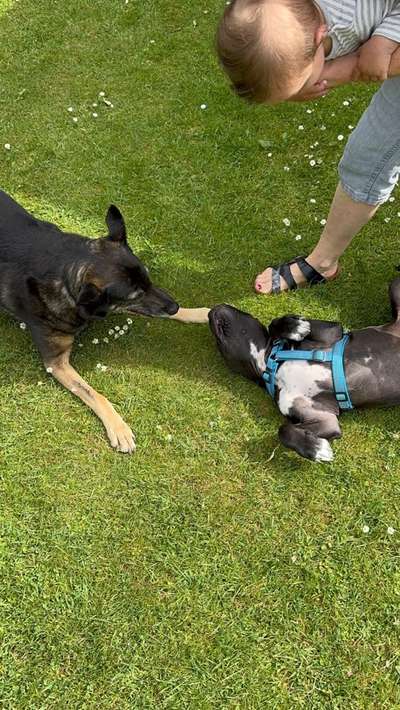 Hundetreffen-Training Begegnungstreffen-Bild