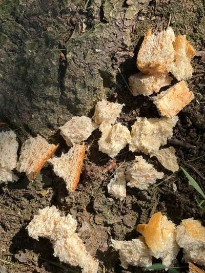 Giftköder-Eventuell Giftköder im Park-Bild