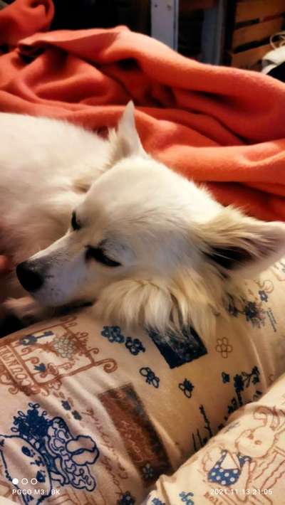 Hundetreffen-Einfaches Gassi treffen-Bild