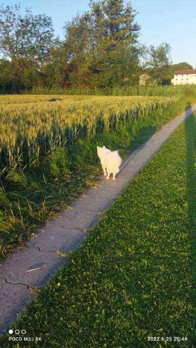 Hundeauslaufgebiet-Über die Felder-Bild