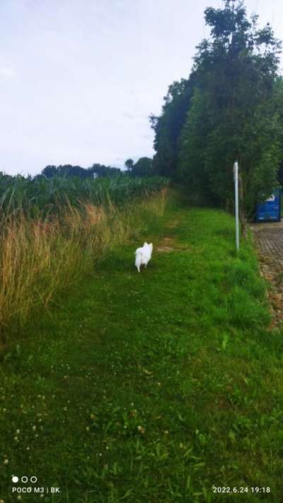 Hundeauslaufgebiet-Übers Wasserwerk-Bild