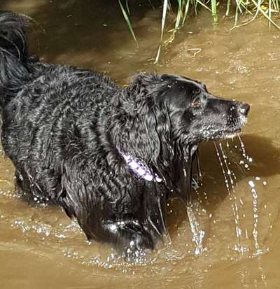 Dogorama-Monats-Challenge-Mai "Wasser"-Beitrag-Bild