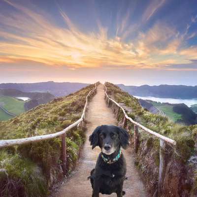 Photomontagen mit Hund-Beitrag-Bild