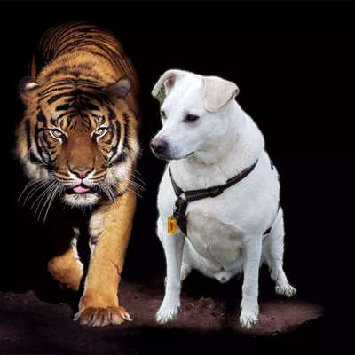 Photomontagen mit Hund-Beitrag-Bild