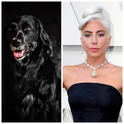 Wie heißt dein Hund?-Beitrag-Bild