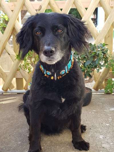 euer ältester Hund ?-Beitrag-Bild