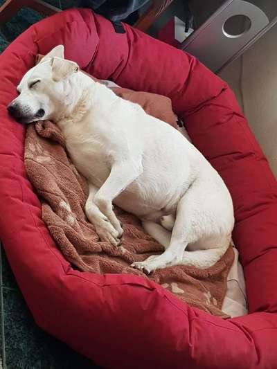 Hundebett gesucht-Beitrag-Bild