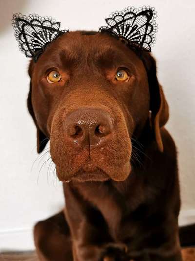 Hunde Memes-Beitrag-Bild