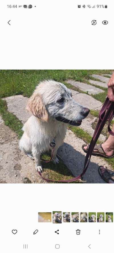 Wo sind die Golden Retriever Liebhaber?-Beitrag-Bild