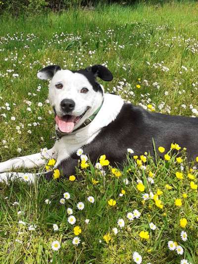 Die Dogorama Monats Challenge "Es grünt und blüht"-Beitrag-Bild