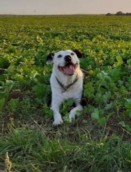 Dogorama Photo Challenge - Einmal lächeln bitte-Beitrag-Bild