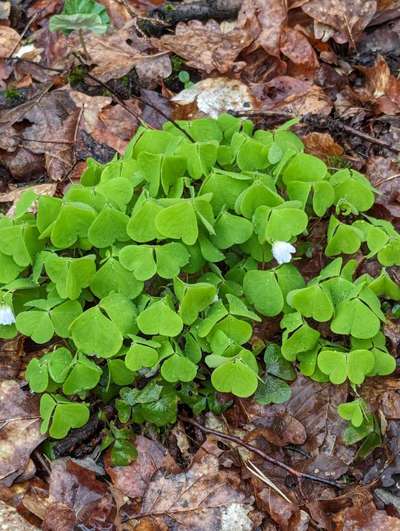 Die wunderschöne Welt mit Hund.-Beitrag-Bild