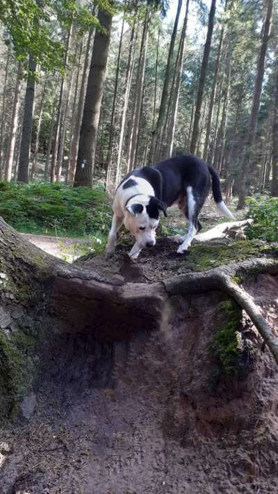 Foto -Challenge  Thema : Dein Hund Im Wald-Beitrag-Bild