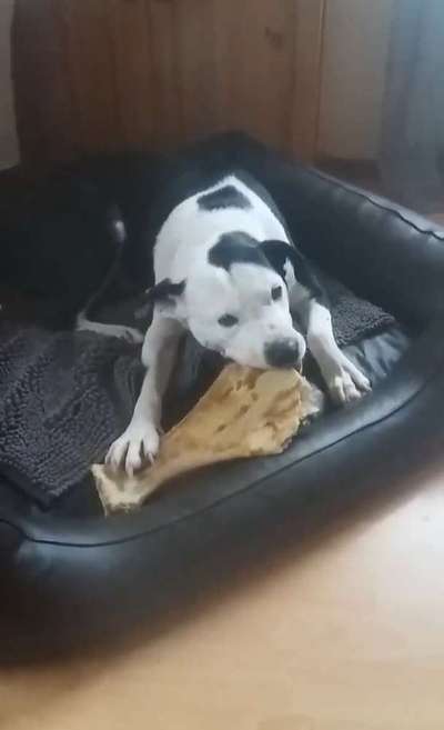 Fotochallenge Guten Appetit! Dein Hund beim futtern-Beitrag-Bild