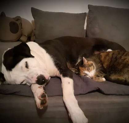 Auslandstierschutz-Beitrag-Bild