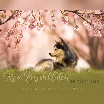 %{de_profession_title}-Kirschblüten-Bild