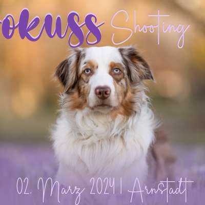 %{de_profession_title}-Krokusse-Bild