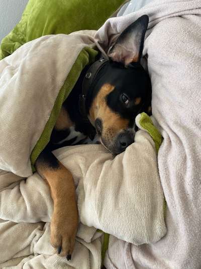 Darf der Hund bei Euch im Bett schlafen?-Beitrag-Bild