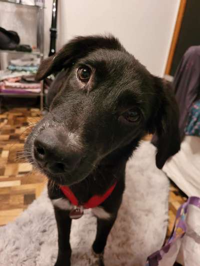 Zeigt mir die tollste Nahaufnahme von eurer Fellnase-Beitrag-Bild