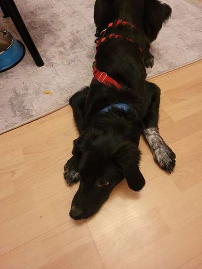 Hundetreffen-Suche souveräne (Alt-)Hunde-Bild