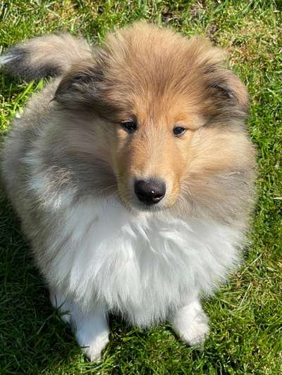 Collies -wo seid ihr?-Beitrag-Bild