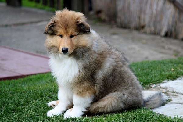 Langhaar Collies-Beitrag-Bild