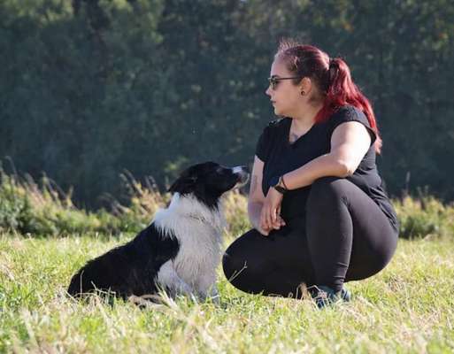 Hundetreffen-Antibell-Training-Bild