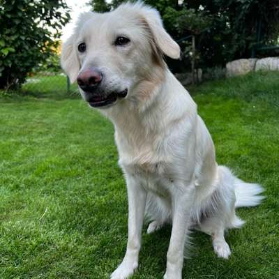 Hundetreffen-Gemeinsame Gassirunde-Bild