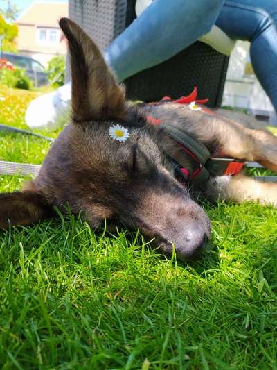 Hundetreffen-Hundetreffen-Bild