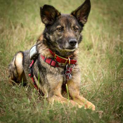 Hundetreffen-Fotoshooting-Bild
