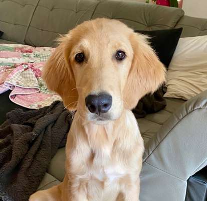 Flat Coated Retriever-Beitrag-Bild