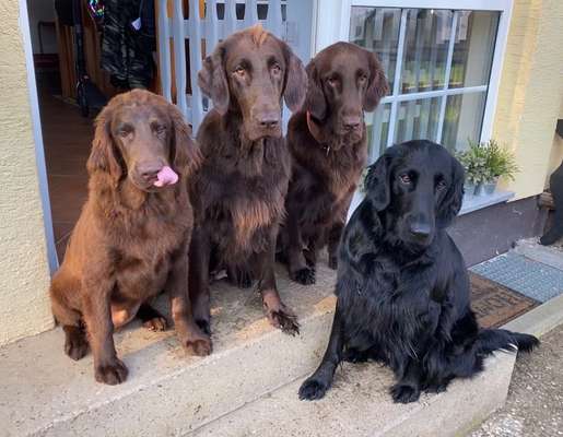 Flat Coated Retriever-Beitrag-Bild
