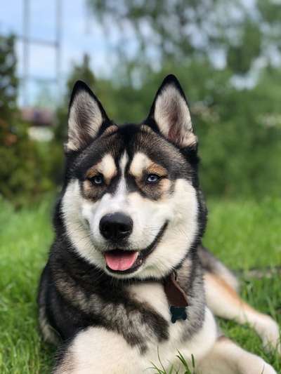 Vom Welpen zum Hund-Beitrag-Bild