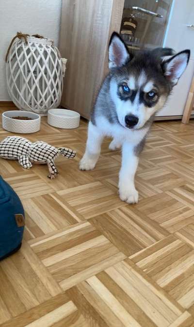 Vom Welpen zum Hund-Beitrag-Bild