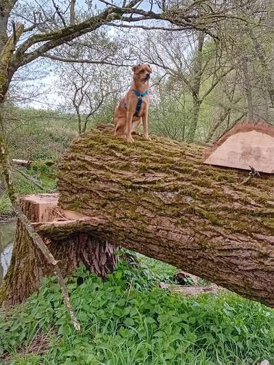 Hundetreffen-Junghunde treffen-Bild