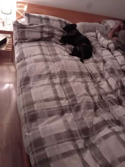 Darf der Hund bei Euch im Bett schlafen?-Beitrag-Bild