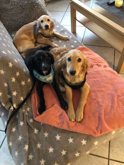 Cocker Spaniel-Beitrag-Bild