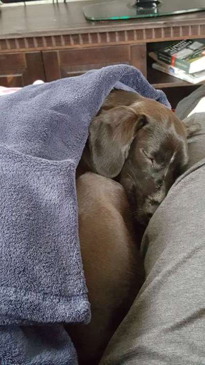 Dogorama Photo Challenge - Hundeblick zum hinschmelzen-Beitrag-Bild