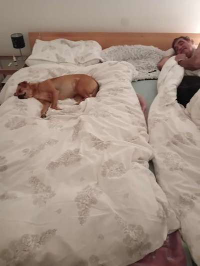 Darf der Hund bei Euch im Bett schlafen?-Beitrag-Bild