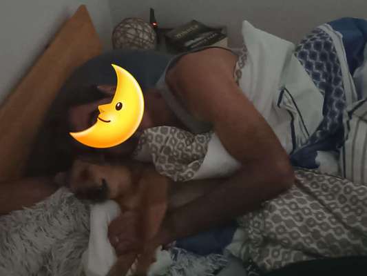 Darf der Hund bei Euch im Bett schlafen?-Beitrag-Bild