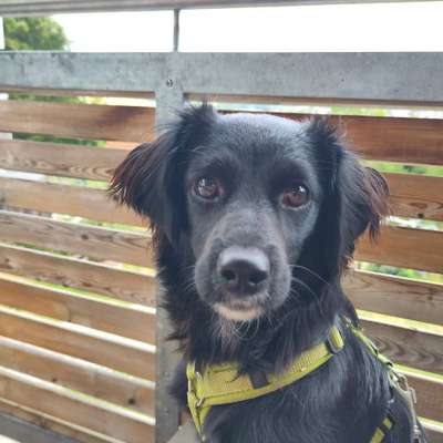 Hundetreffen-Suche Training mit läufiger Hündin-Bild
