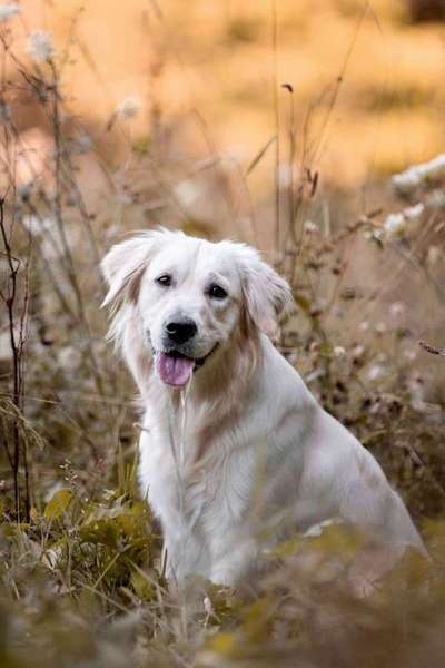 Hundetreffen-Gemeinsames Training-Bild