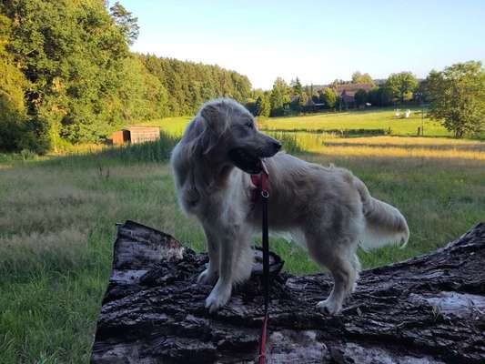 Golden Retriever-Beitrag-Bild