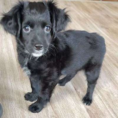 Hundetreffen-Kontrolliertes Welpenspiel mit kleinen Welpen-Bild