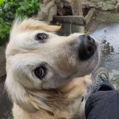 Hundetreffen-Gemütliche Gassirunden-Bild