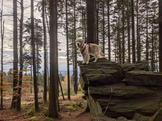 Wo sind die Golden Retriever Liebhaber?-Beitrag-Bild