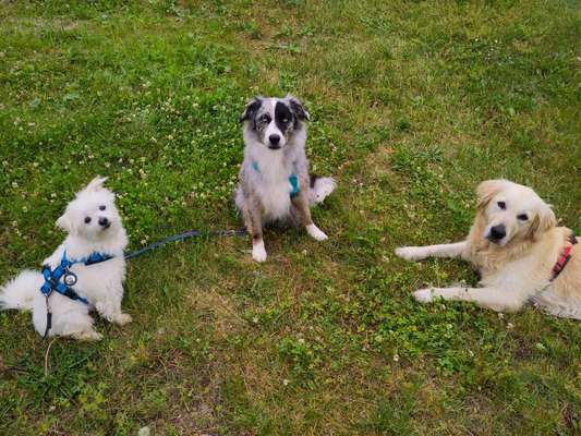 Hundetreffen-Mantrailing-Bild